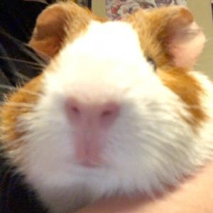 Meet your Posher, Sonny